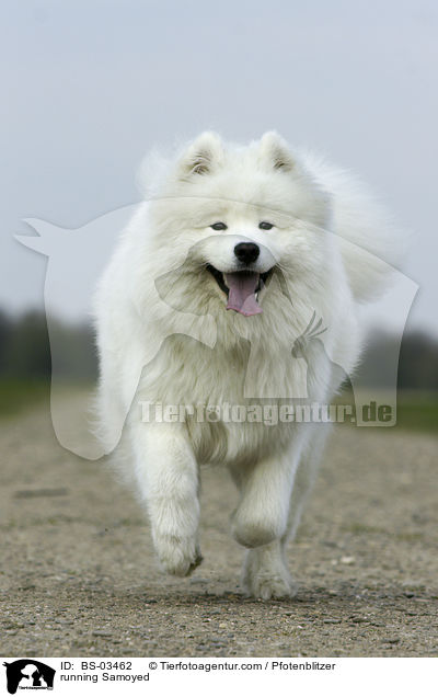 rennender Samojede / running Samoyed / BS-03462