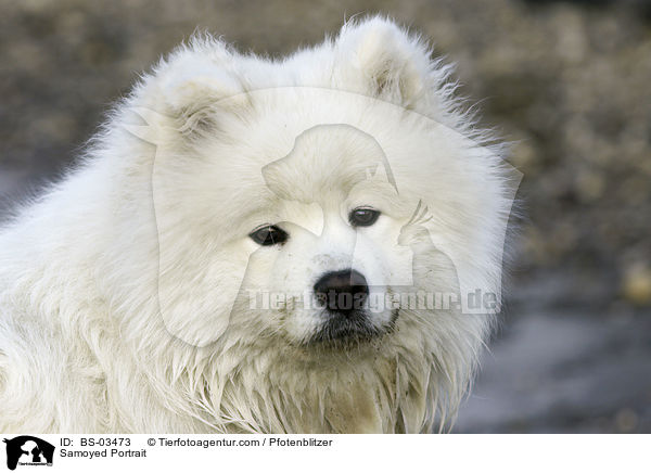 Samojede Portrait / Samoyed Portrait / BS-03473