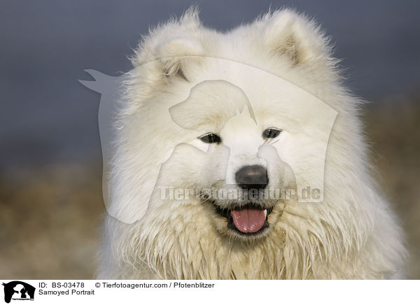 Samojede Portrait / Samoyed Portrait / BS-03478