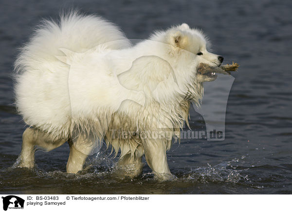 spielender Samojede / playing Samoyed / BS-03483