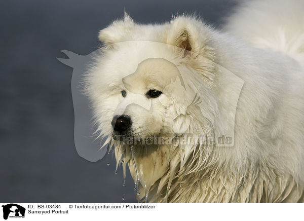 Samojede Portrait / Samoyed Portrait / BS-03484