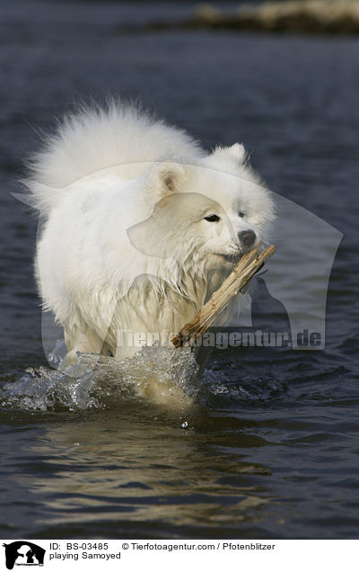 spielender Samojede / playing Samoyed / BS-03485