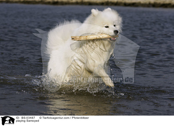 spielender Samojede / playing Samoyed / BS-03487