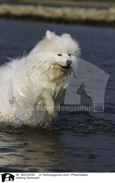 badender Samojede / bathing Samoyed / BS-03490