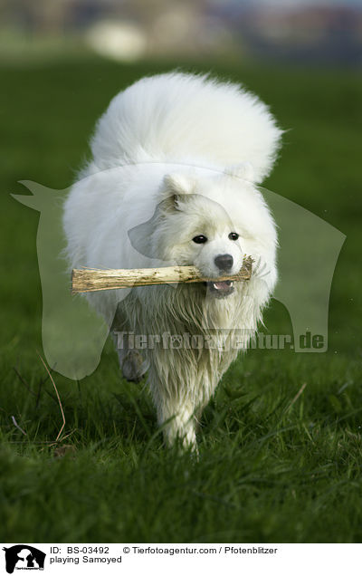 spielender Samojede / playing Samoyed / BS-03492