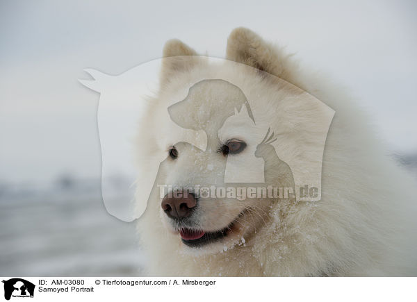 Samojede Portrait / Samoyed Portrait / AM-03080