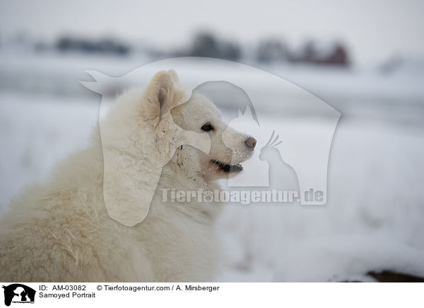 Samojede Portrait / Samoyed Portrait / AM-03082