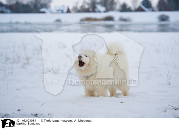 bellender Samojede / barking Samoyed / AM-03084