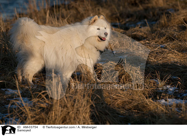 Samojede / Samoyed / AM-03754