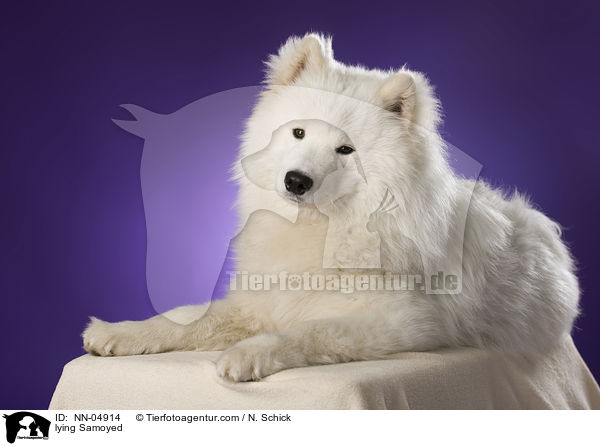 liegender Samojede / lying Samoyed / NN-04914