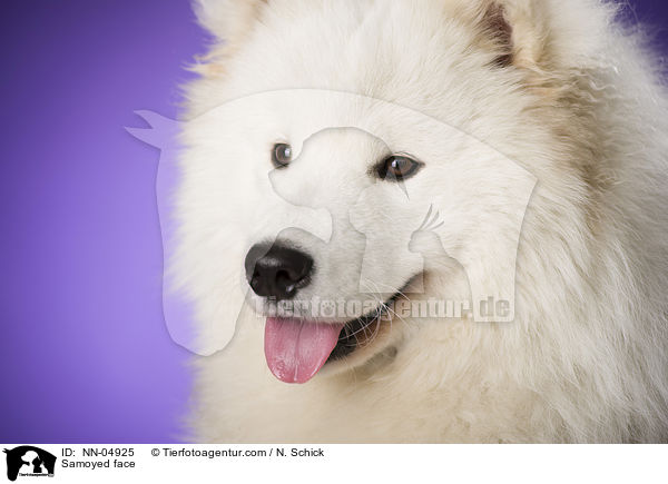 Samoyed face / NN-04925