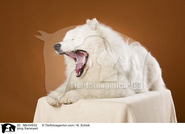 liegender Samojede / lying Samoyed / NN-04932