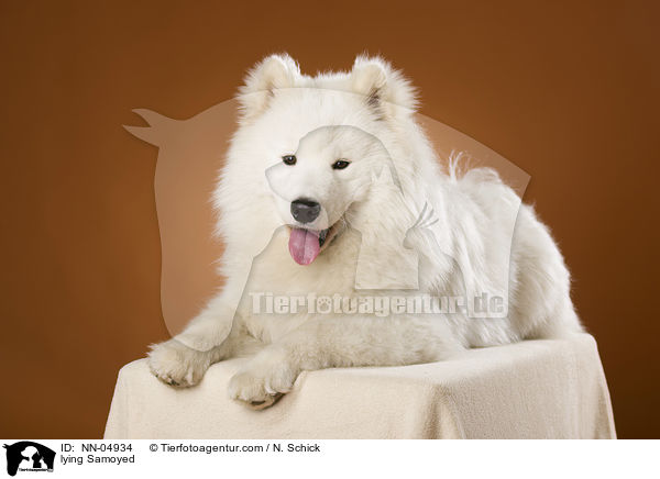 liegender Samojede / lying Samoyed / NN-04934