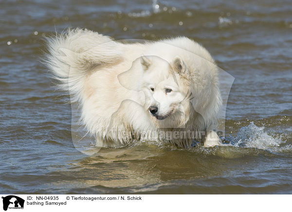 badender Samojede / bathing Samoyed / NN-04935