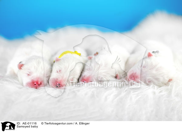 Samojede Baby / Samoyed baby / AE-01116