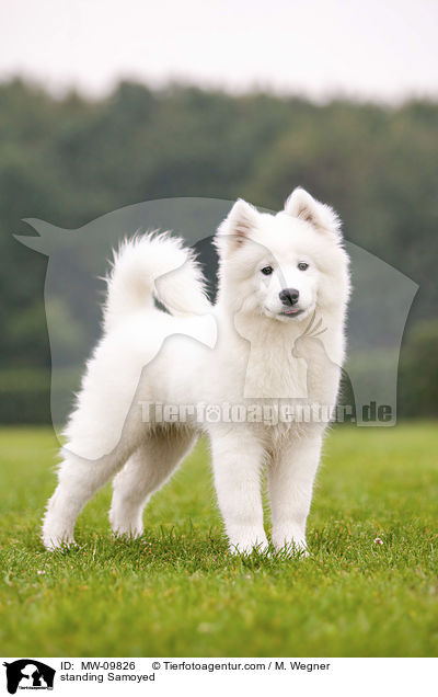 stehender Samojede / standing Samoyed / MW-09826