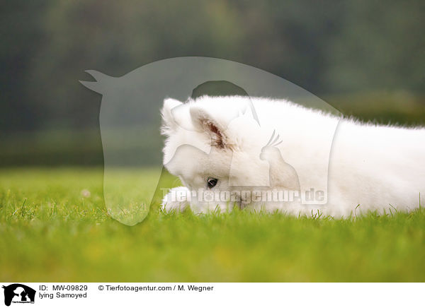 liegender Samojede / lying Samoyed / MW-09829