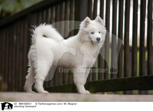 stehender Samojede / standing Samoyed / MW-09831