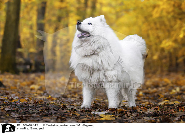 stehender Samojede / standing Samoyed / MW-09843