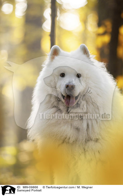 Samojede Portrait / Samoyed Portrait / MW-09866