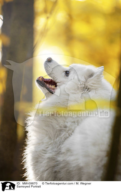 Samojede Portrait / Samoyed Portrait / MW-09870