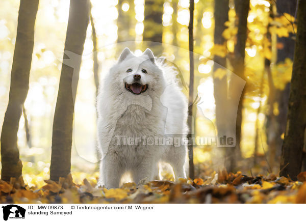 stehender Samojede / standing Samoyed / MW-09873