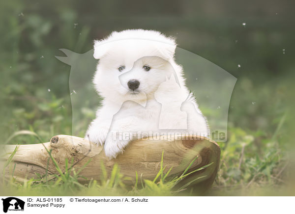 Samojede Welpe / Samoyed Puppy / ALS-01185