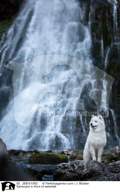 Samojede vor Waserfall / Samoyed in front of waterfall / JEB-01562