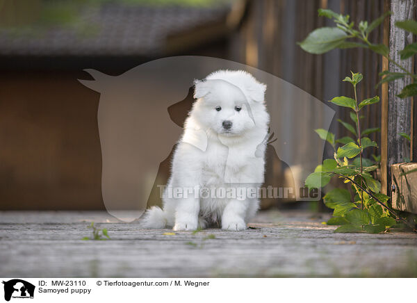 Samojede Welpe / Samoyed puppy / MW-23110