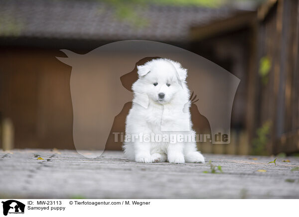 Samojede Welpe / Samoyed puppy / MW-23113