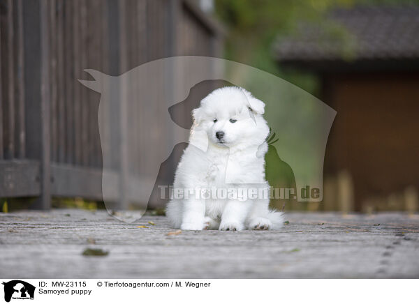 Samojede Welpe / Samoyed puppy / MW-23115