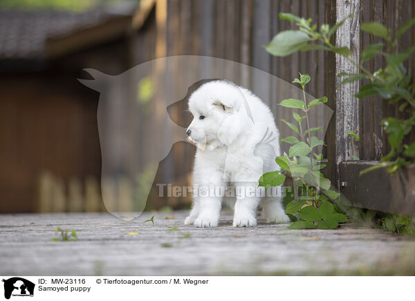 Samojede Welpe / Samoyed puppy / MW-23116