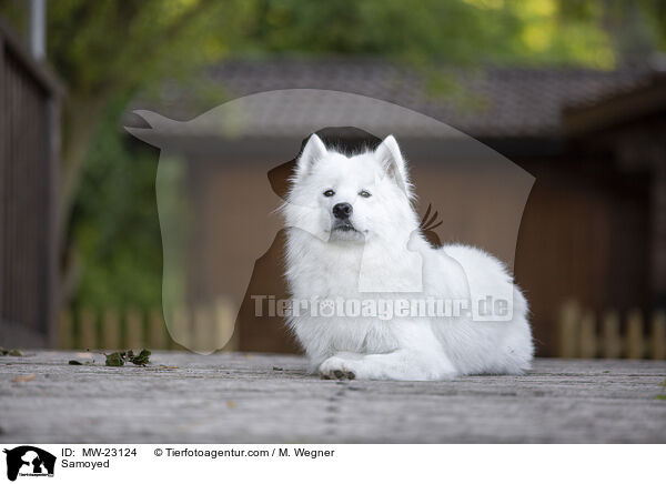 Samojede / Samoyed / MW-23124