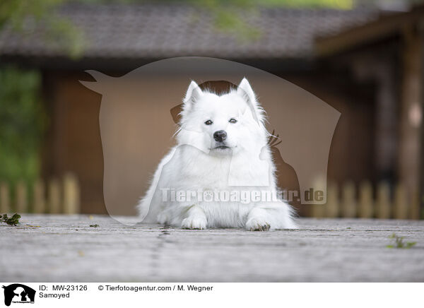 Samojede / Samoyed / MW-23126