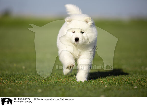 Samojede Welpe / Samoyed puppy / MW-23127