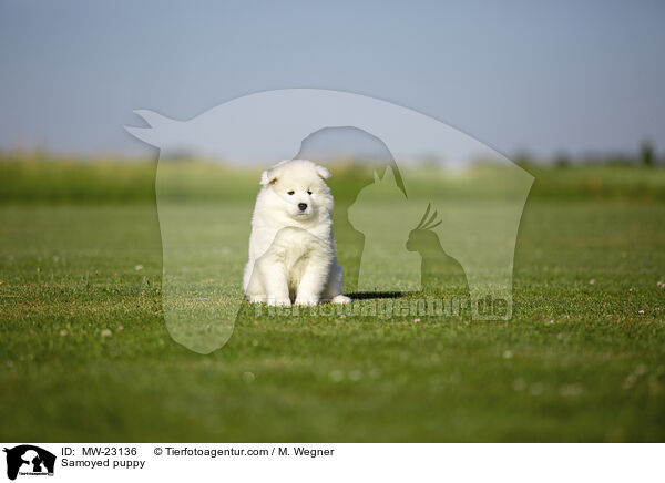 Samojede Welpe / Samoyed puppy / MW-23136