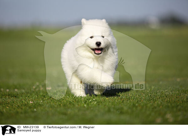 Samojede Welpe / Samoyed puppy / MW-23139