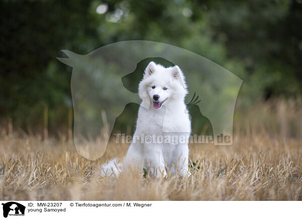 young Samoyed / MW-23207