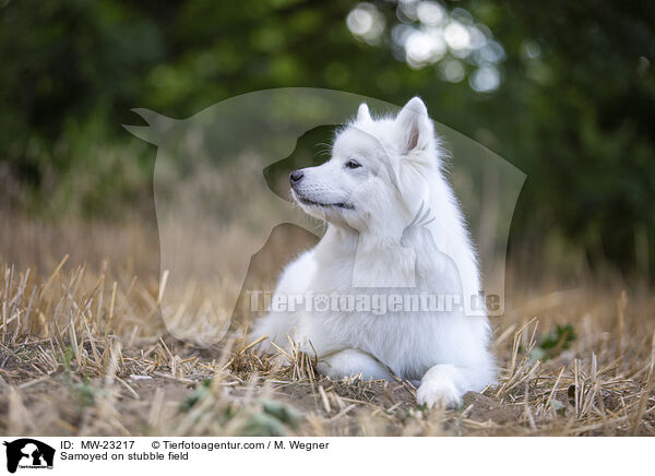 Samojede auf Stoppelfeld / Samoyed on stubble field / MW-23217