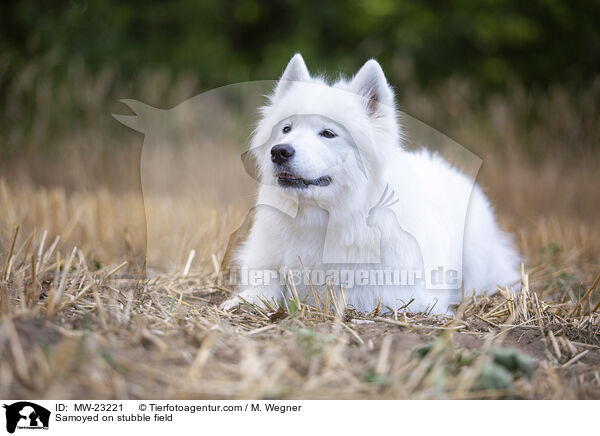 Samojede auf Stoppelfeld / Samoyed on stubble field / MW-23221