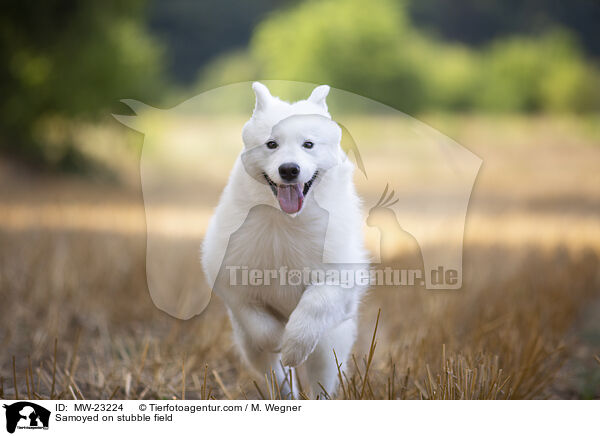 Samojede auf Stoppelfeld / Samoyed on stubble field / MW-23224