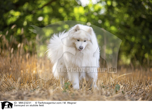 Samojede auf Stoppelfeld / Samoyed on stubble field / MW-23231