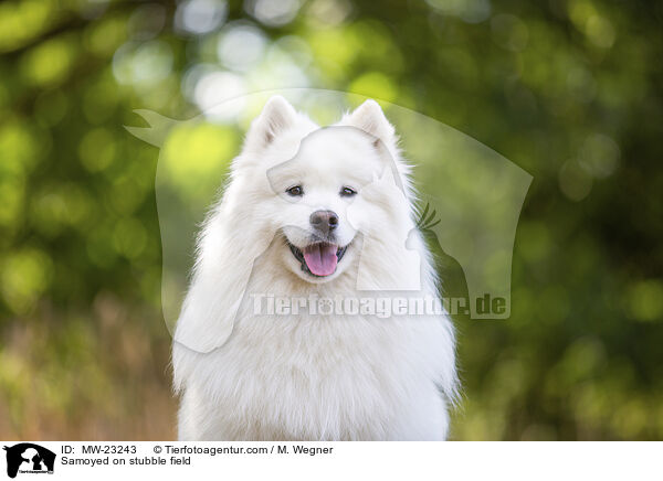 Samojede auf Stoppelfeld / Samoyed on stubble field / MW-23243