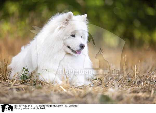 Samojede auf Stoppelfeld / Samoyed on stubble field / MW-23245