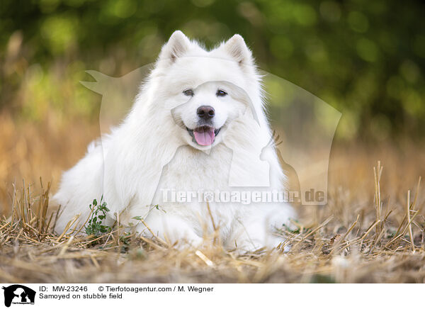 Samojede auf Stoppelfeld / Samoyed on stubble field / MW-23246