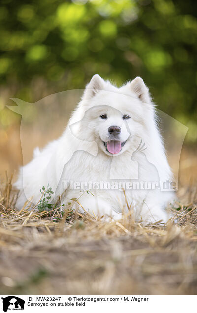 Samojede auf Stoppelfeld / Samoyed on stubble field / MW-23247