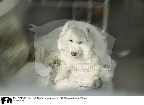 Samojede / Samoyed / CDE-03164