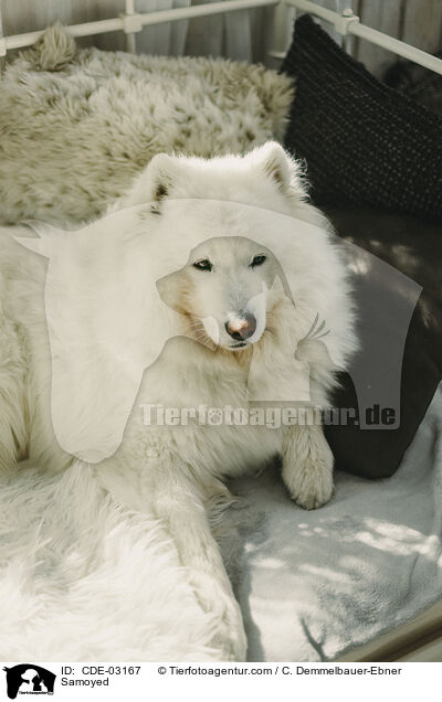 Samojede / Samoyed / CDE-03167