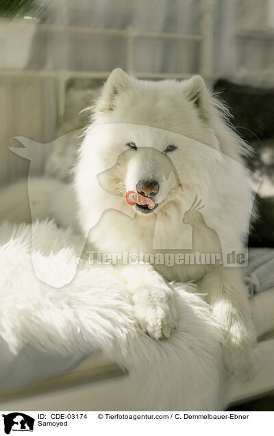 Samojede / Samoyed / CDE-03174