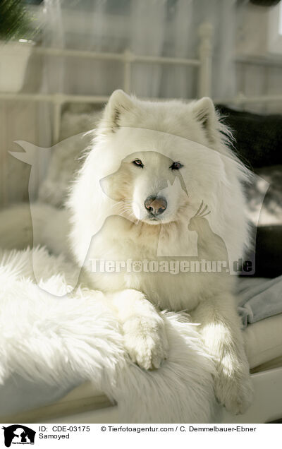 Samojede / Samoyed / CDE-03175